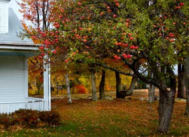 apple tree in randolph